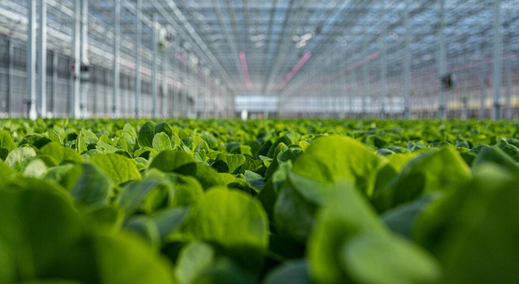 Revol Greens Raises M To Build Worlds Largest Lettuce Greenhouse