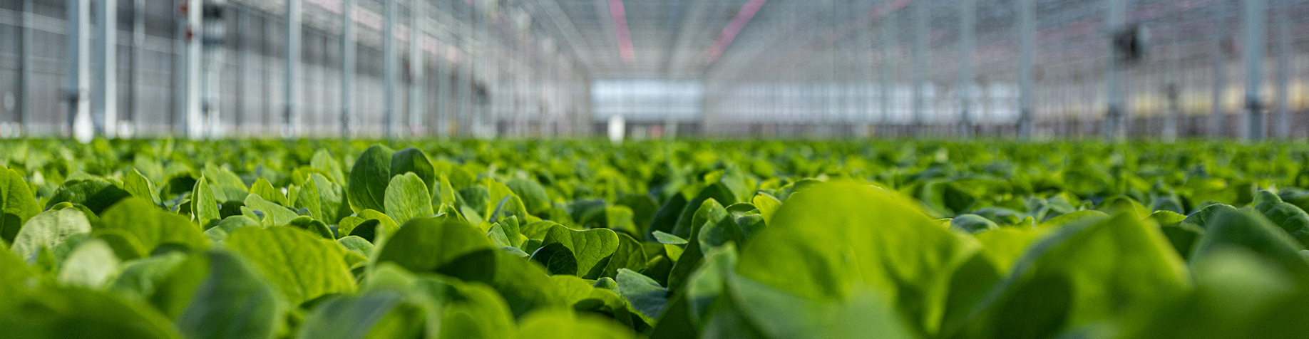 Revol Greens closes $68m funding round to become ‘world’s largest ...